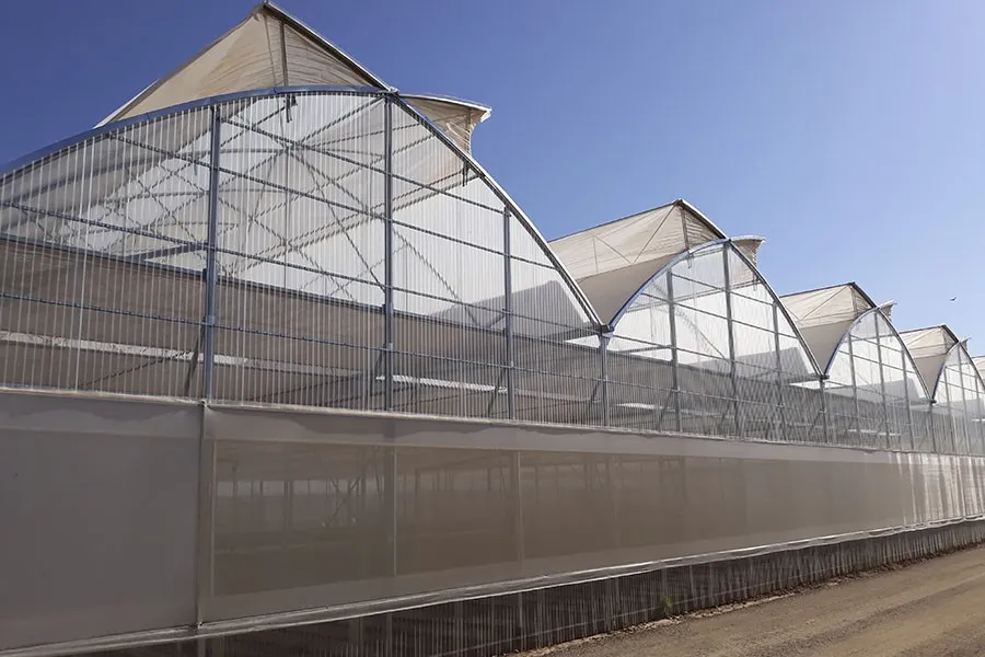 Row of gothic multi-span greenhouses with roof vents
