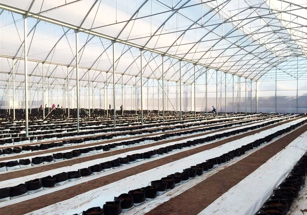 Rows of grow bags inside a high-tech multi-span greenhouse