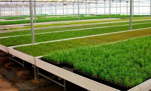 Seedlings on raised growing tables inside a greenhouse