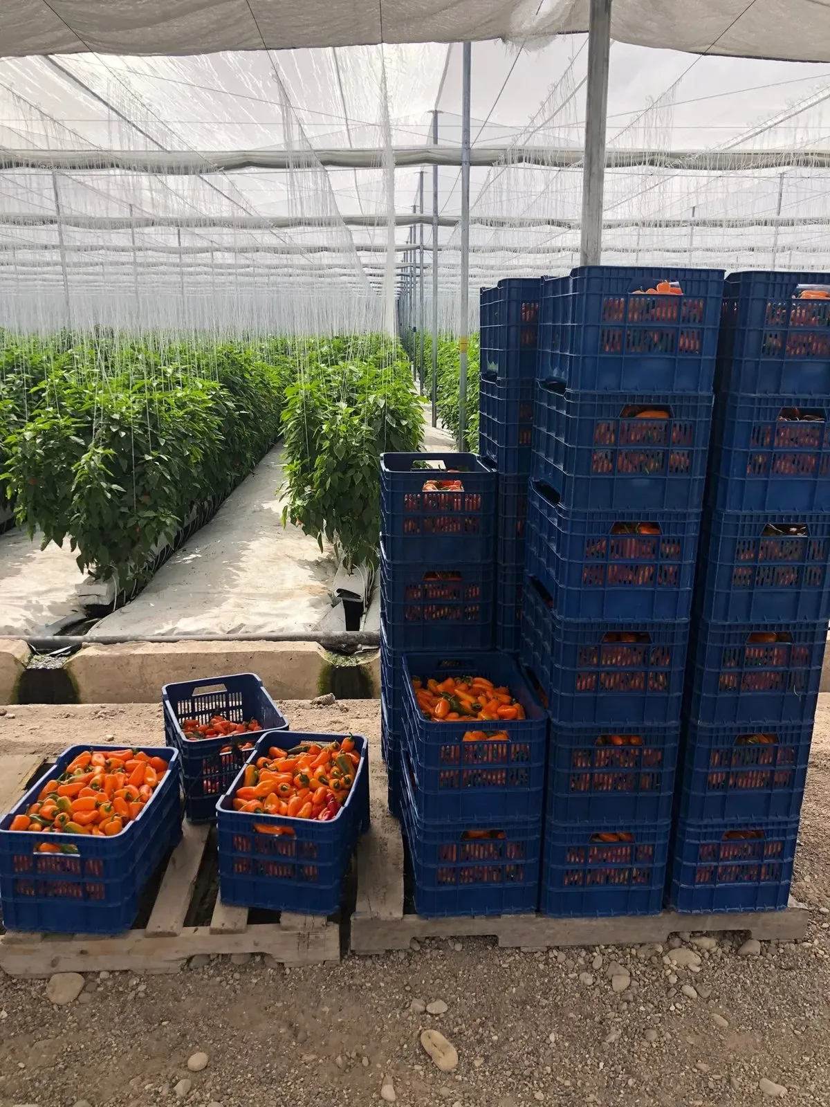 Crates of harvested snack capsicums stacked inside the shade house