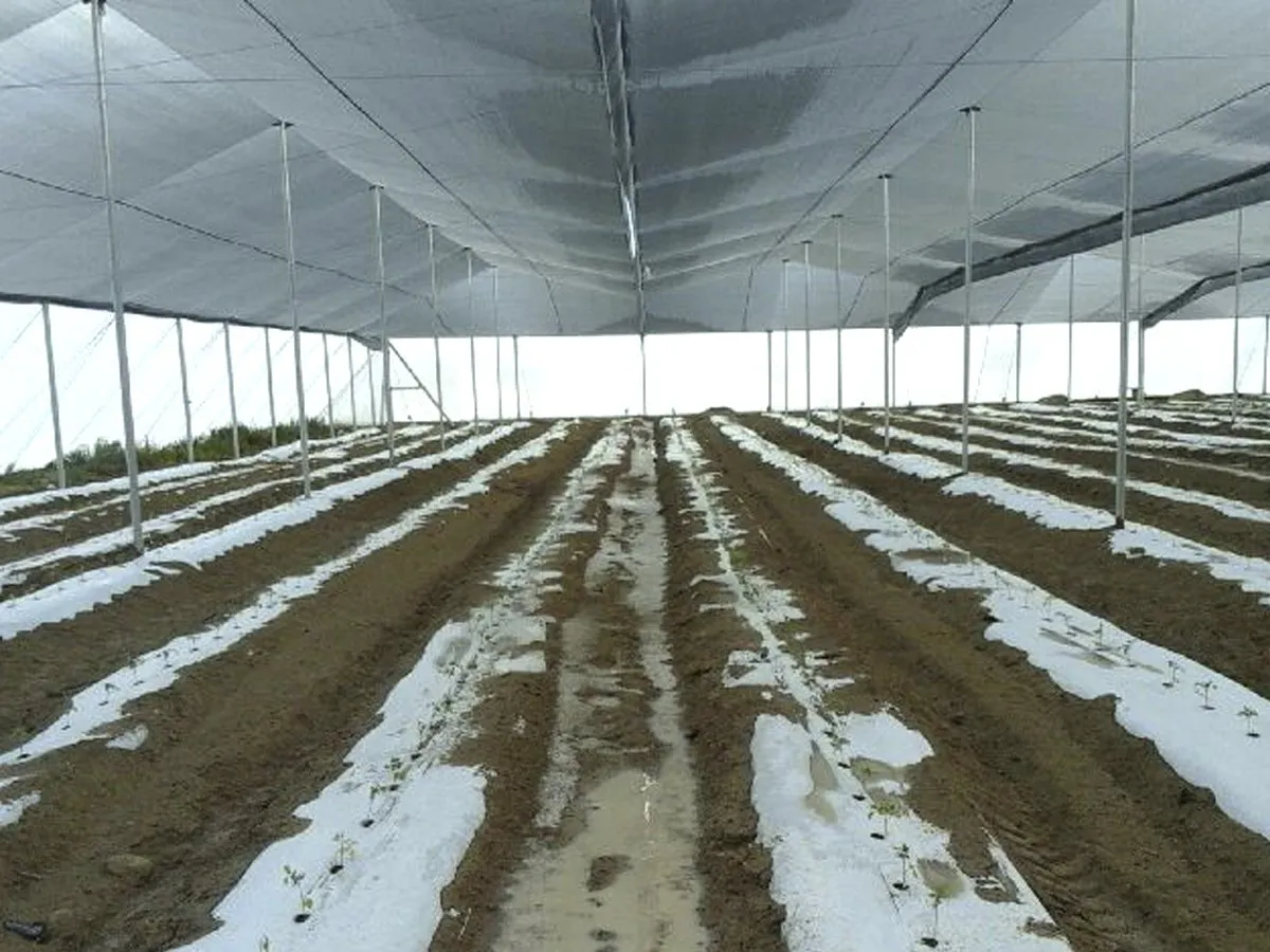Rows of young plants on plastic mulch under the anti-hail mesh