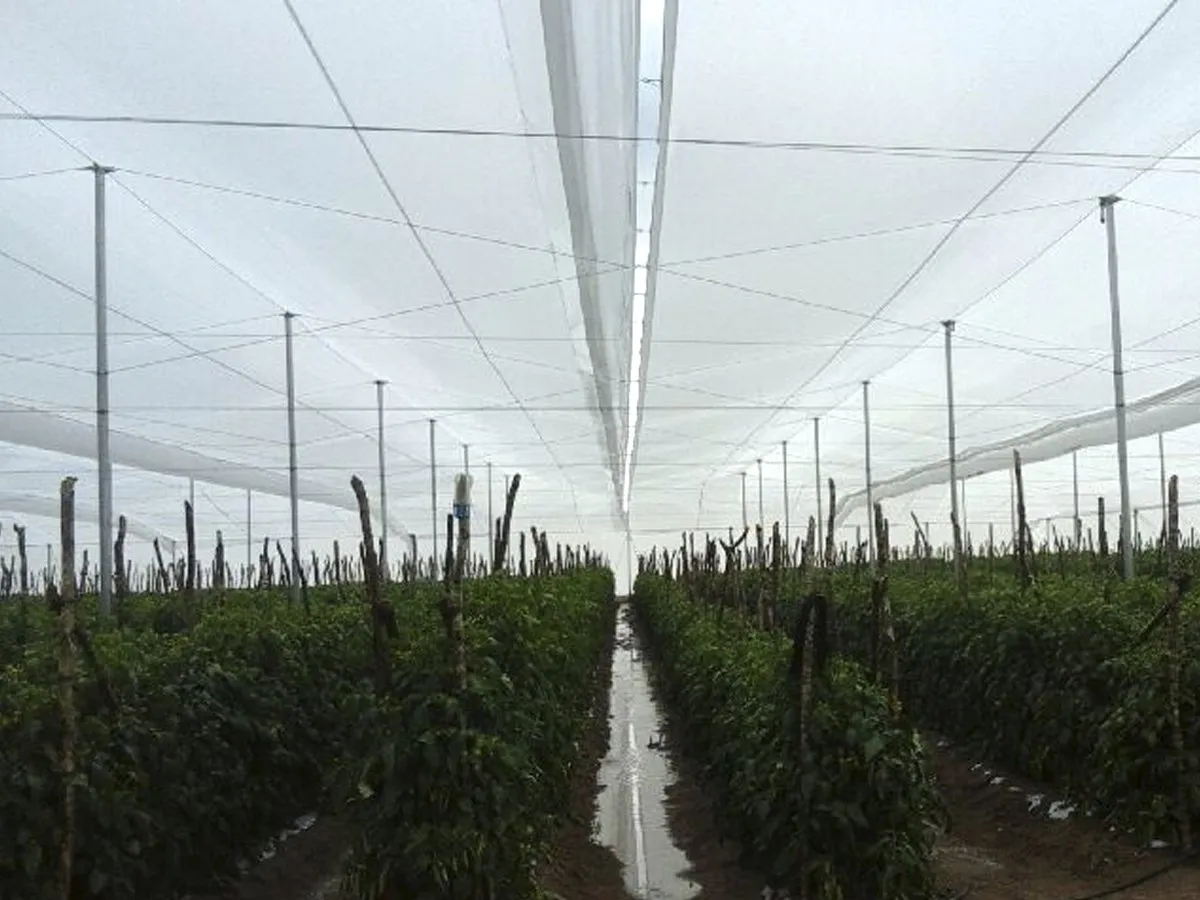 Staked crop growing under MSC anti-hail shade mesh in San Luis Potosí