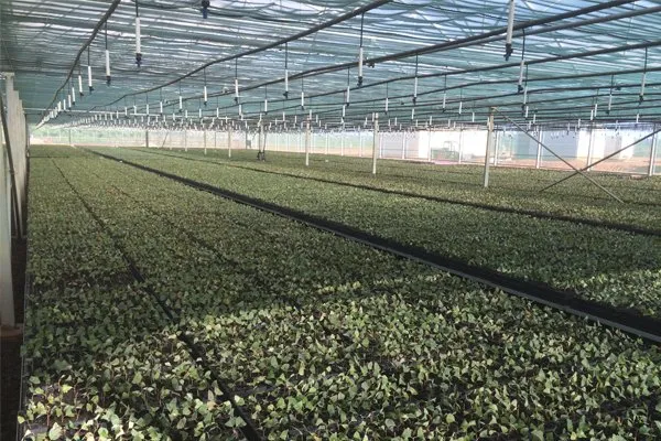 Eucalyptus seedlings in trays under nursery shade structures in Mozambique