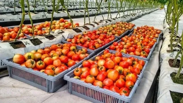 Crates of harvested tomatoes inside a Nigerian greenhouse
