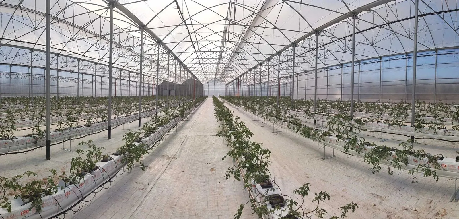 Young tomato plants in raised hydroponic gutters inside a high-tech greenhouse